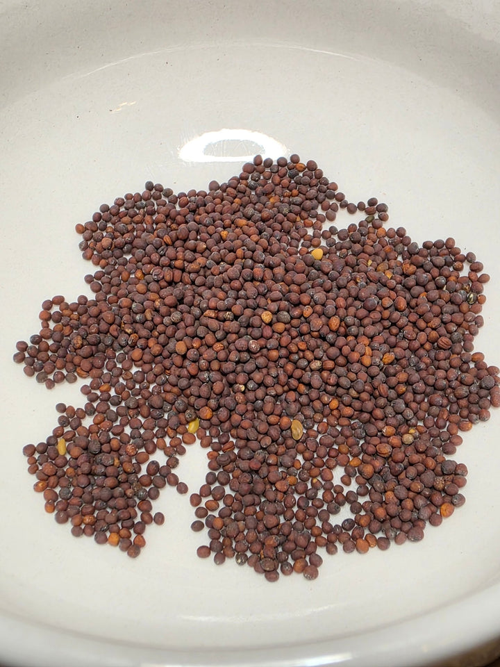 Mustard - Florida Broadleaf (Florida heirloom) - Whitwam Organics