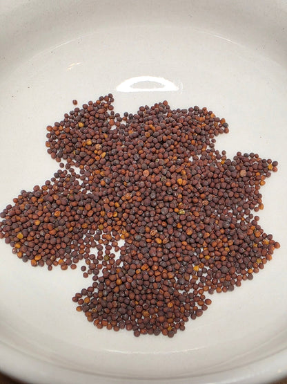 Mustard - Green Amsoi Miike Giant Broad Leaf - Whitwam Organics