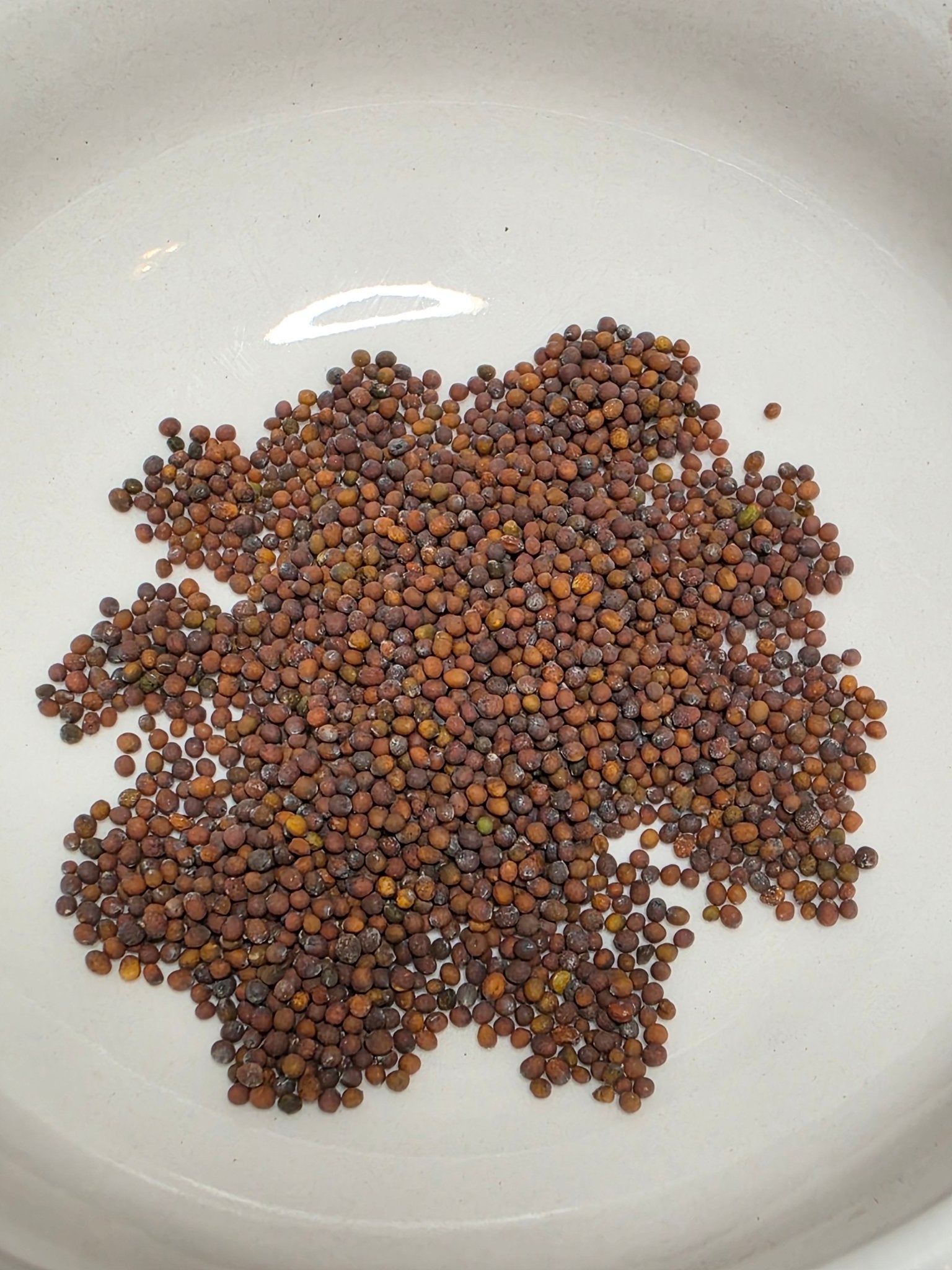 Mustard - Red Giant Broad Leaf – Whitwam Organics