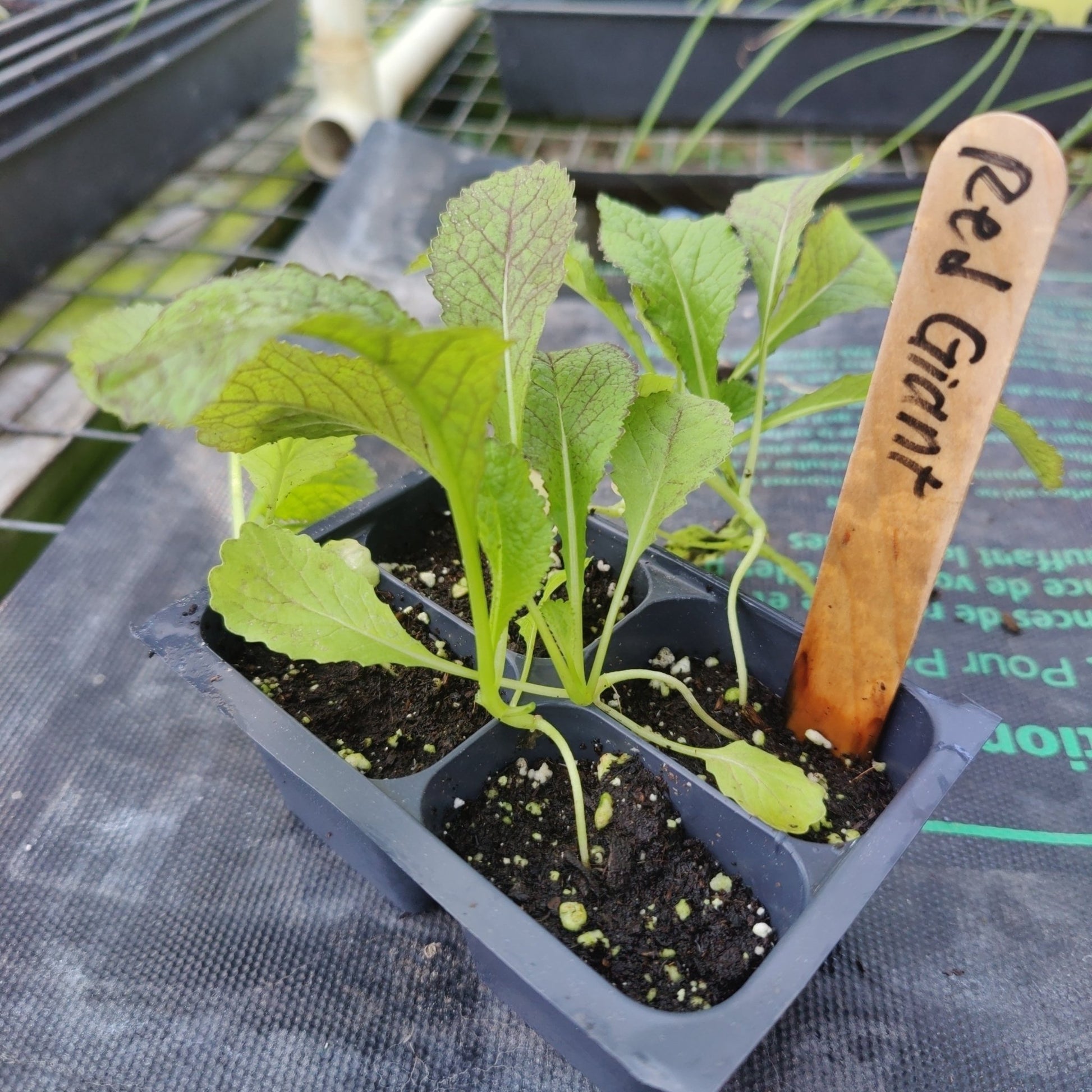 Mustard - Red Giant Broad Leaf - Whitwam Organics