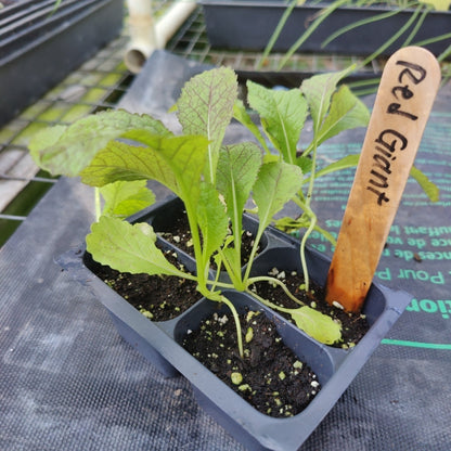 Mustard - Red Giant Broad Leaf - Whitwam Organics