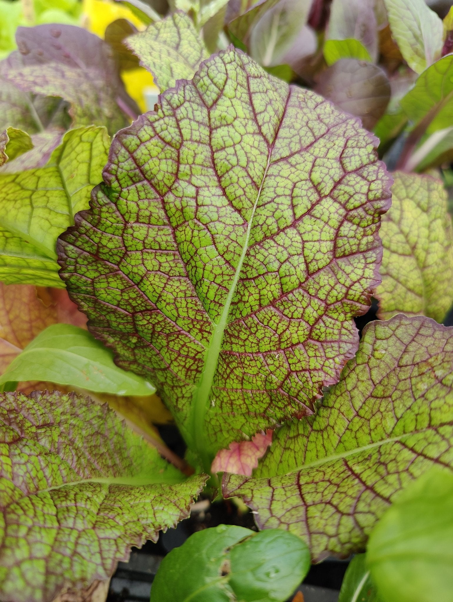 Mustard - Red Giant Broad Leaf – Whitwam Organics