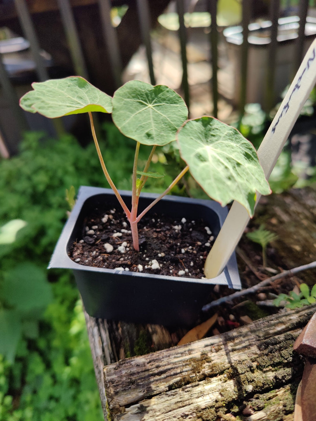 Nasturtium - Dwarf Jewel - Whitwam Organics