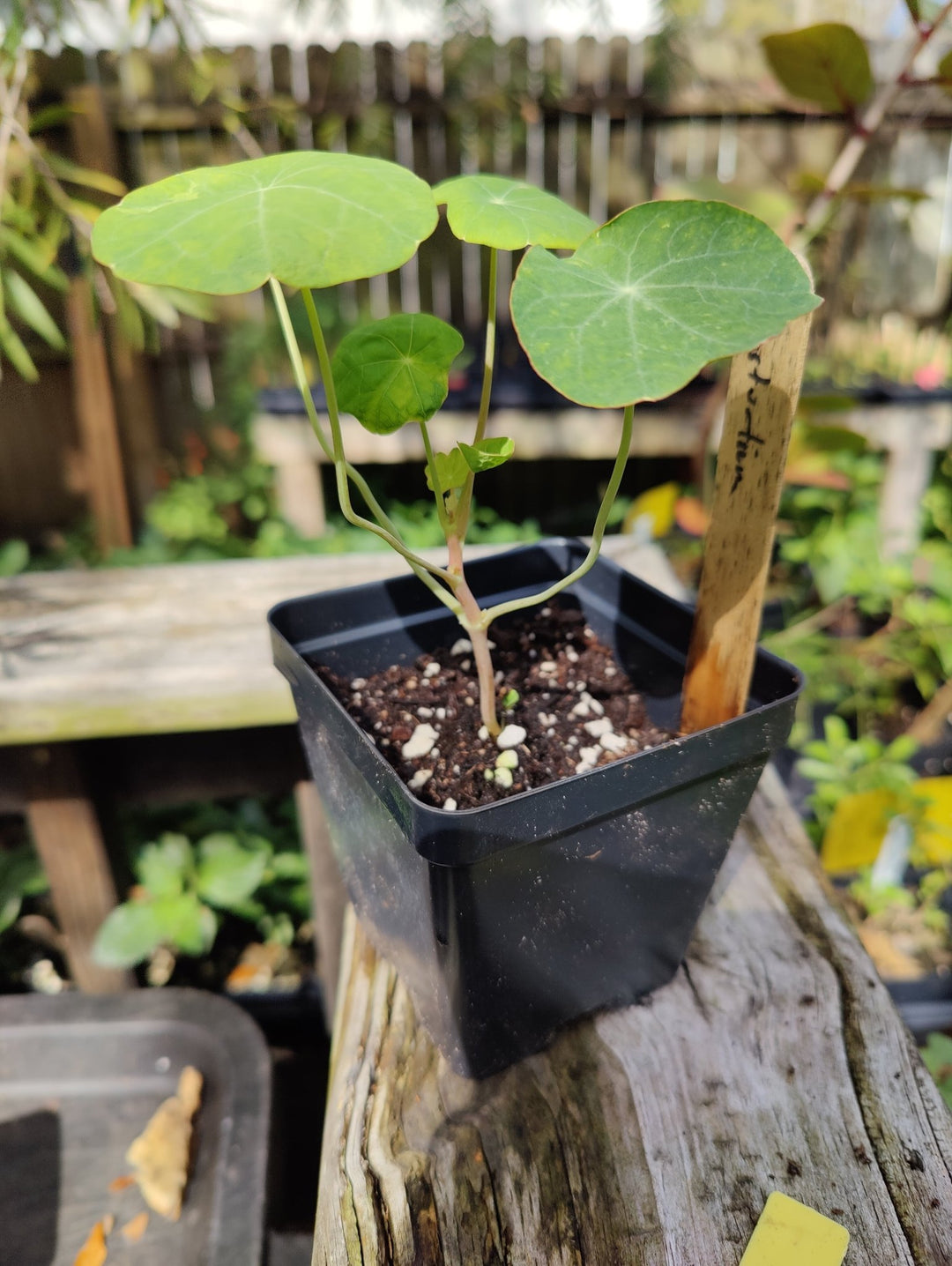 Nasturtium - Dwarf Jewel - Whitwam Organics