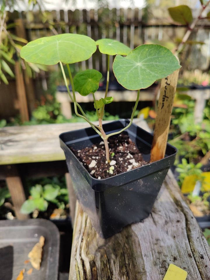 Nasturtium - Dwarf Jewel - Whitwam Organics