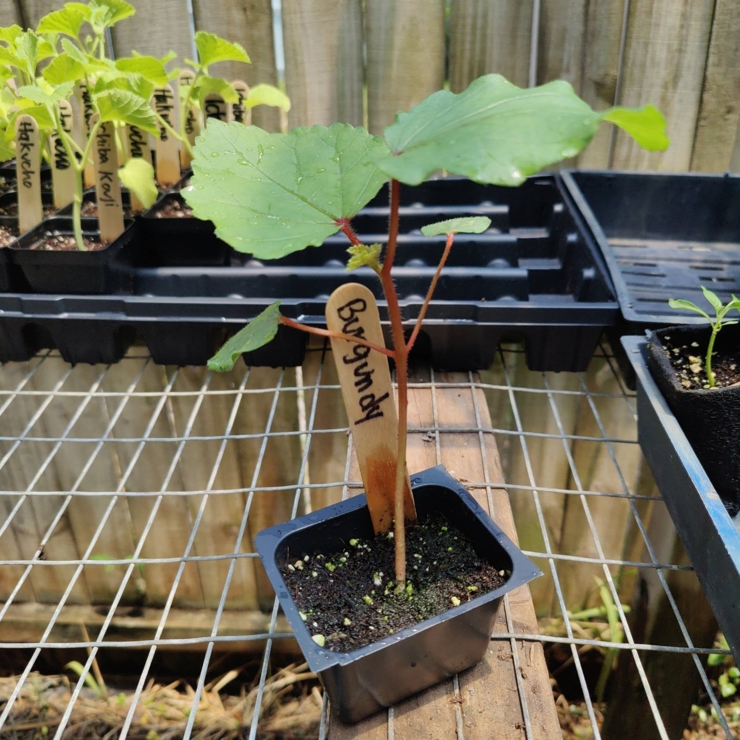 Okra - Burgundy - Whitwam Organics