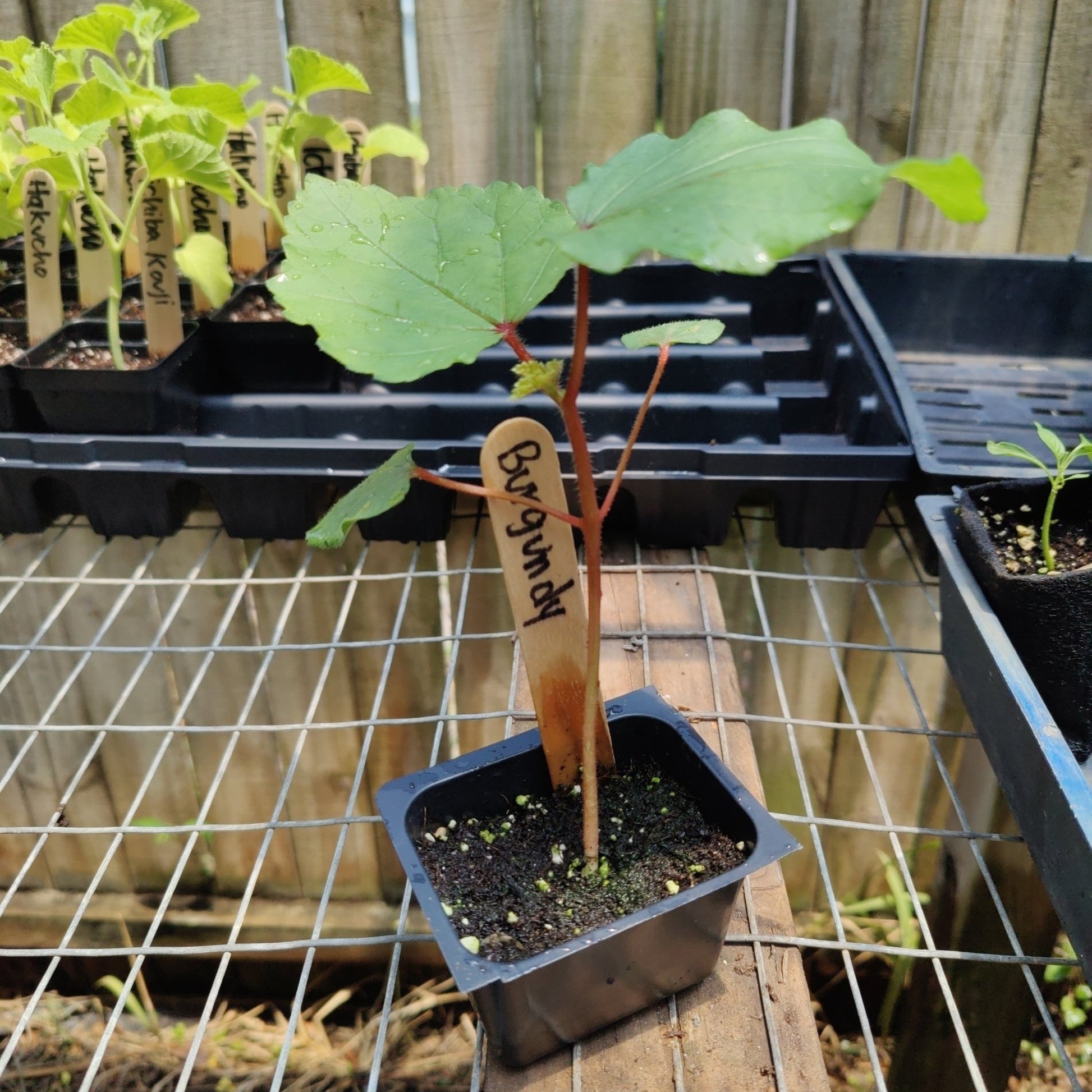 Okra - Burgundy - Whitwam Organics
