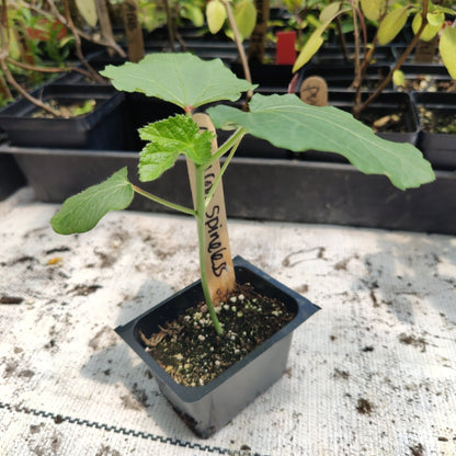 Okra - Clemson Spineless - Whitwam Organics