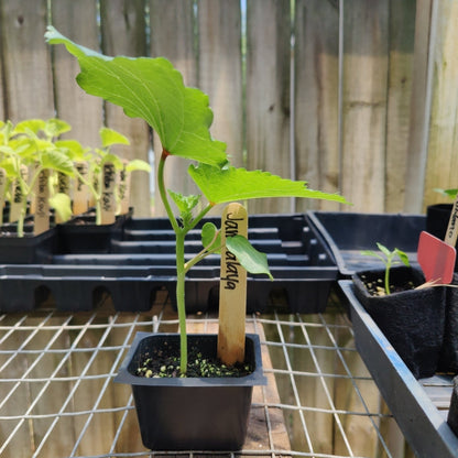 Okra - Jambalaya - Whitwam Organics