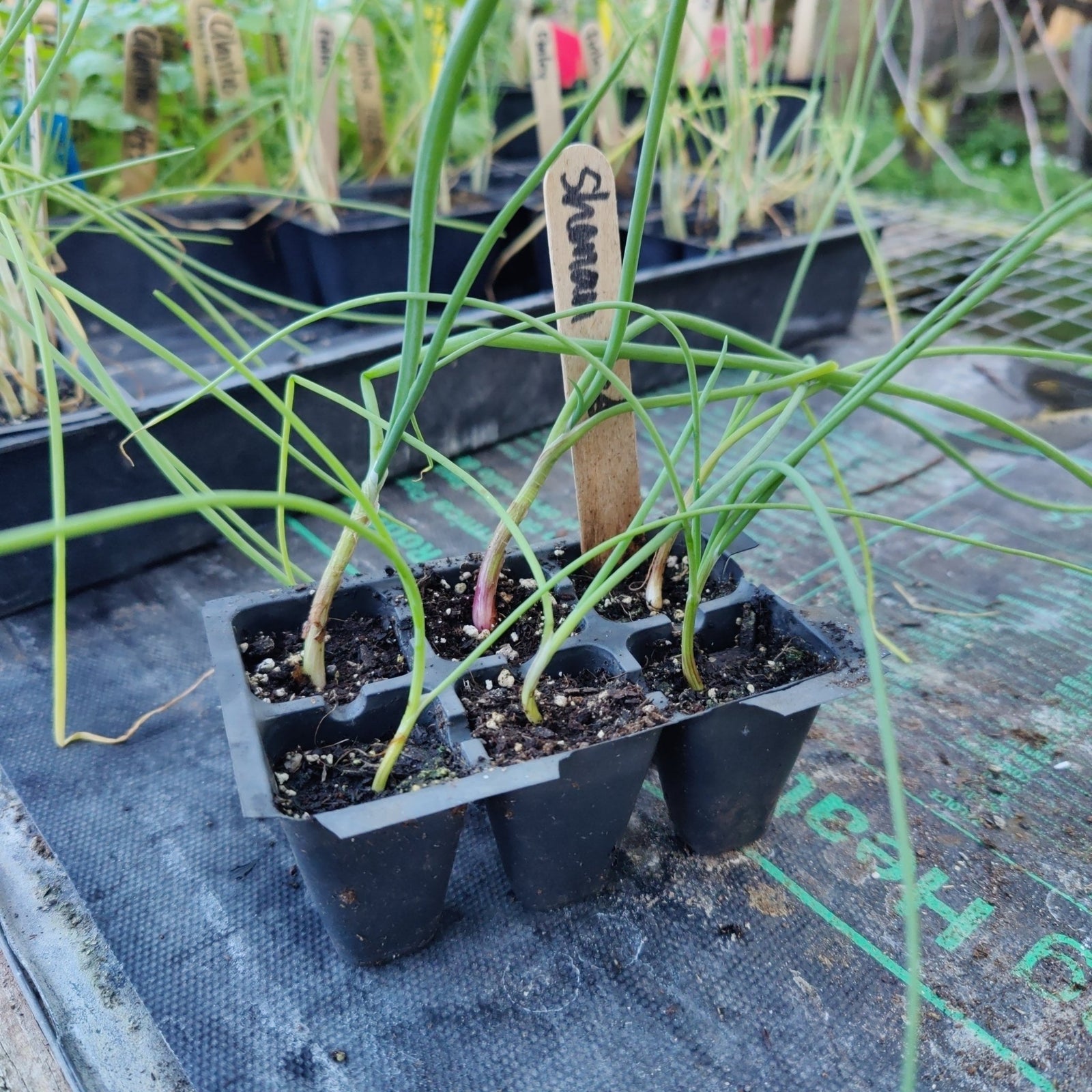 Onion - Shonan Red (Medium Day) - Whitwam Organics