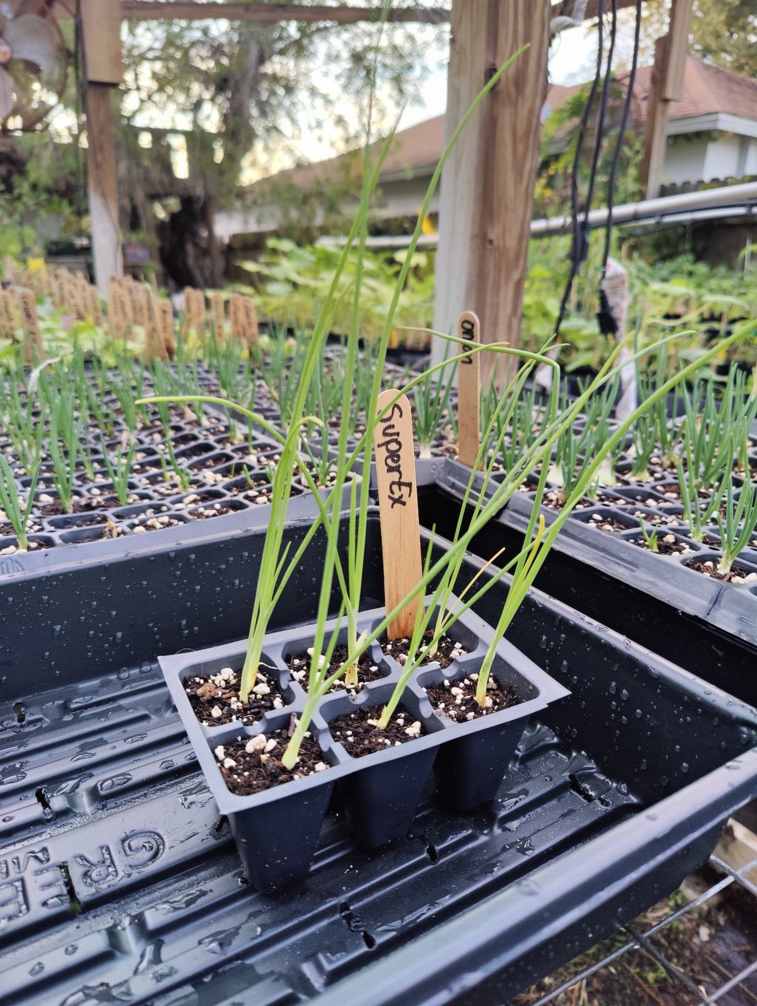 Onion- Superex Onion (Short Day) – Whitwam Organics