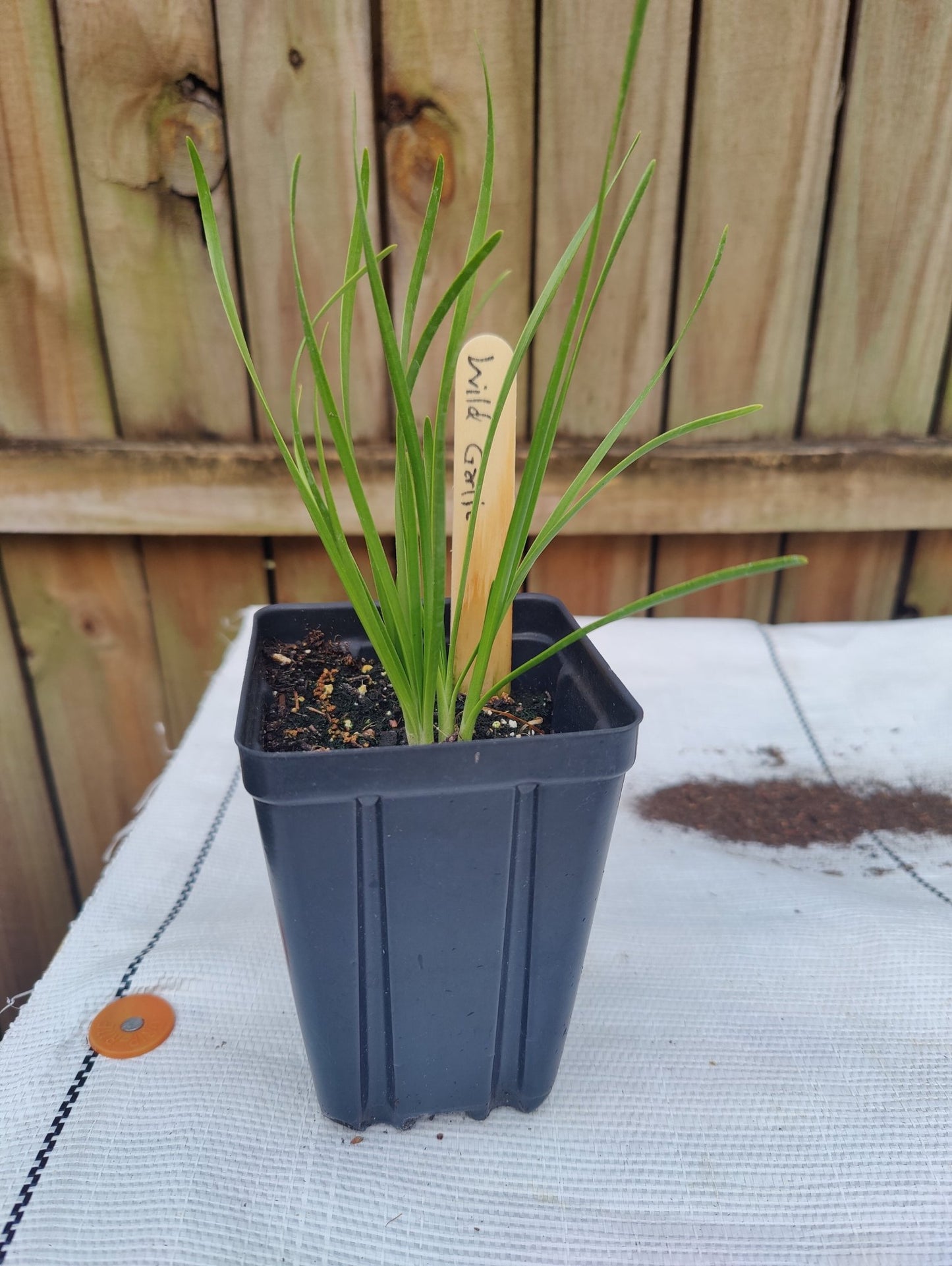 Onion - Wild Onion/Wild Garlic (Allium canadense) (Florida Native) - Whitwam Organics