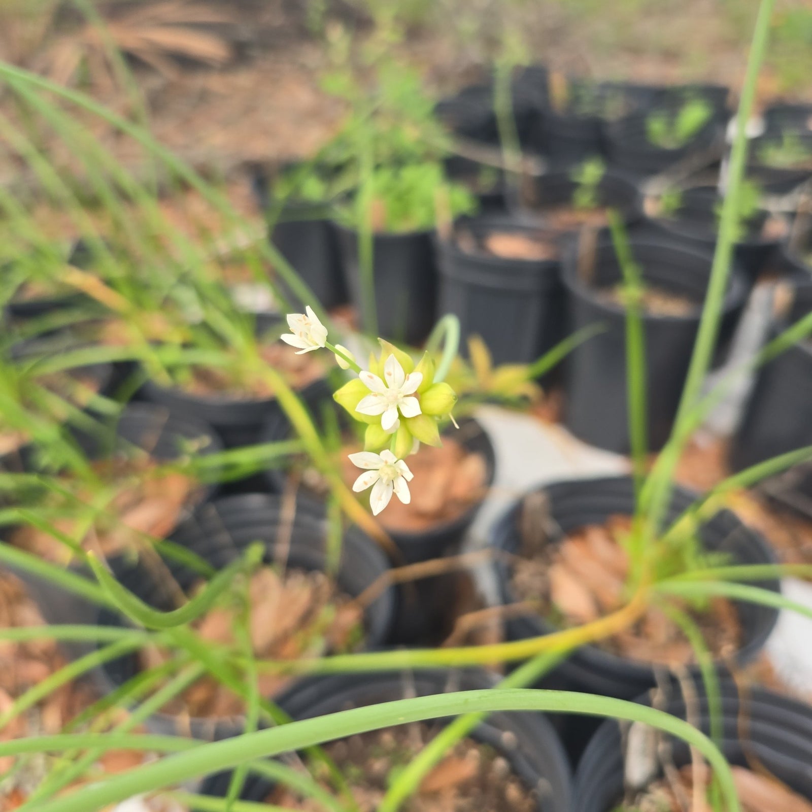 Onion - Wild Onion/Wild Garlic (Allium canadense) (Florida Native) - Whitwam Organics