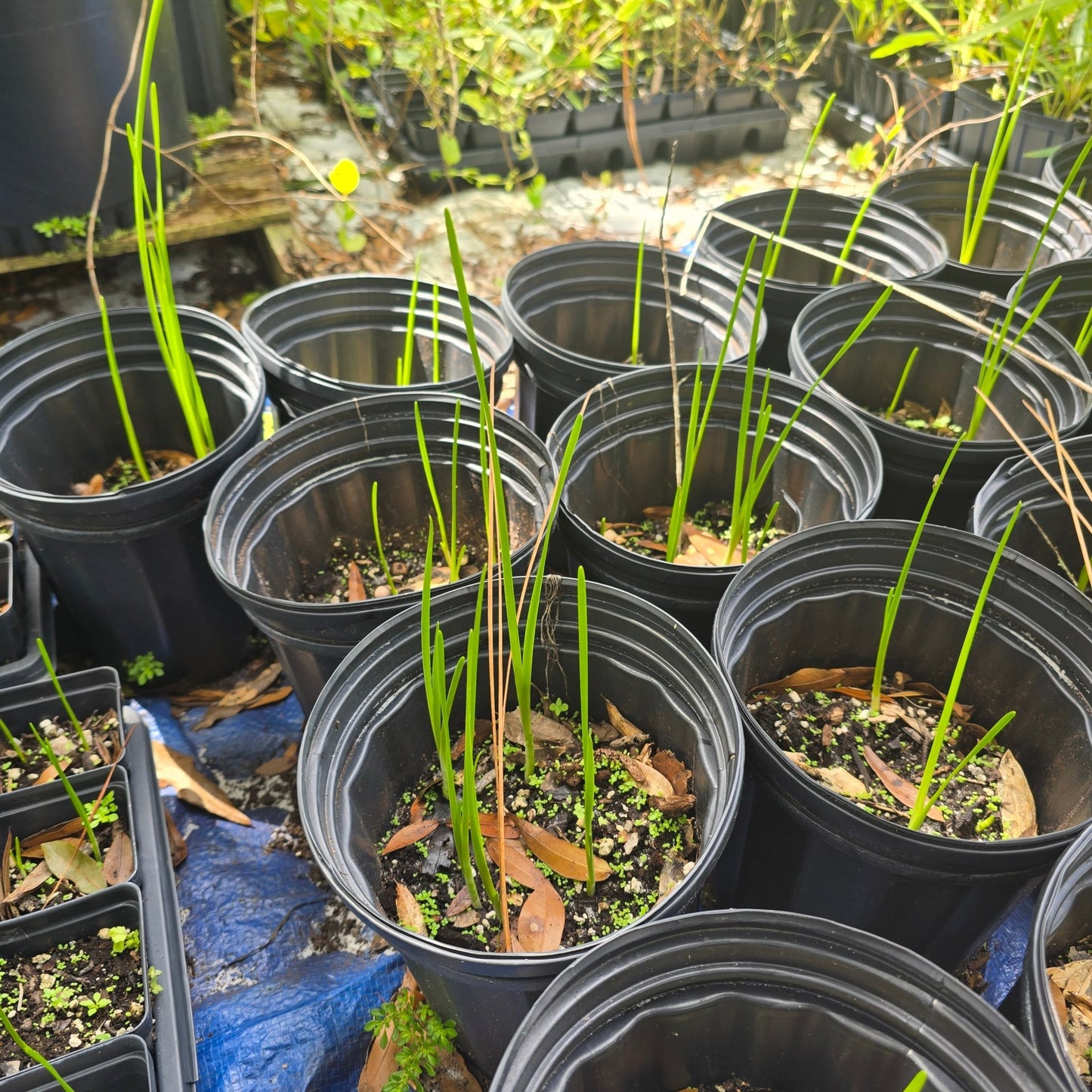 Onion - Wild Onion/Wild Garlic (Allium canadense) (Florida Native) - Whitwam Organics