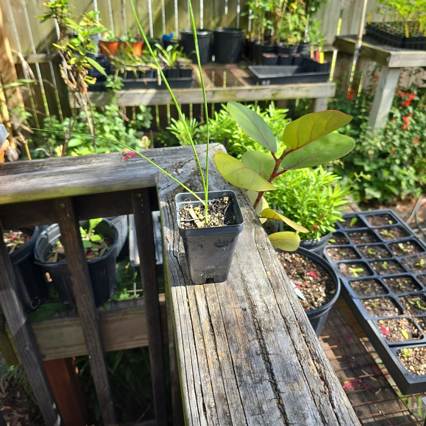 Onion - Wild Onion/Wild Garlic (Allium canadense) (Florida Native) - Whitwam Organics