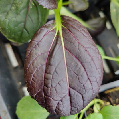 Pak Choi - Red Choi - Whitwam Organics