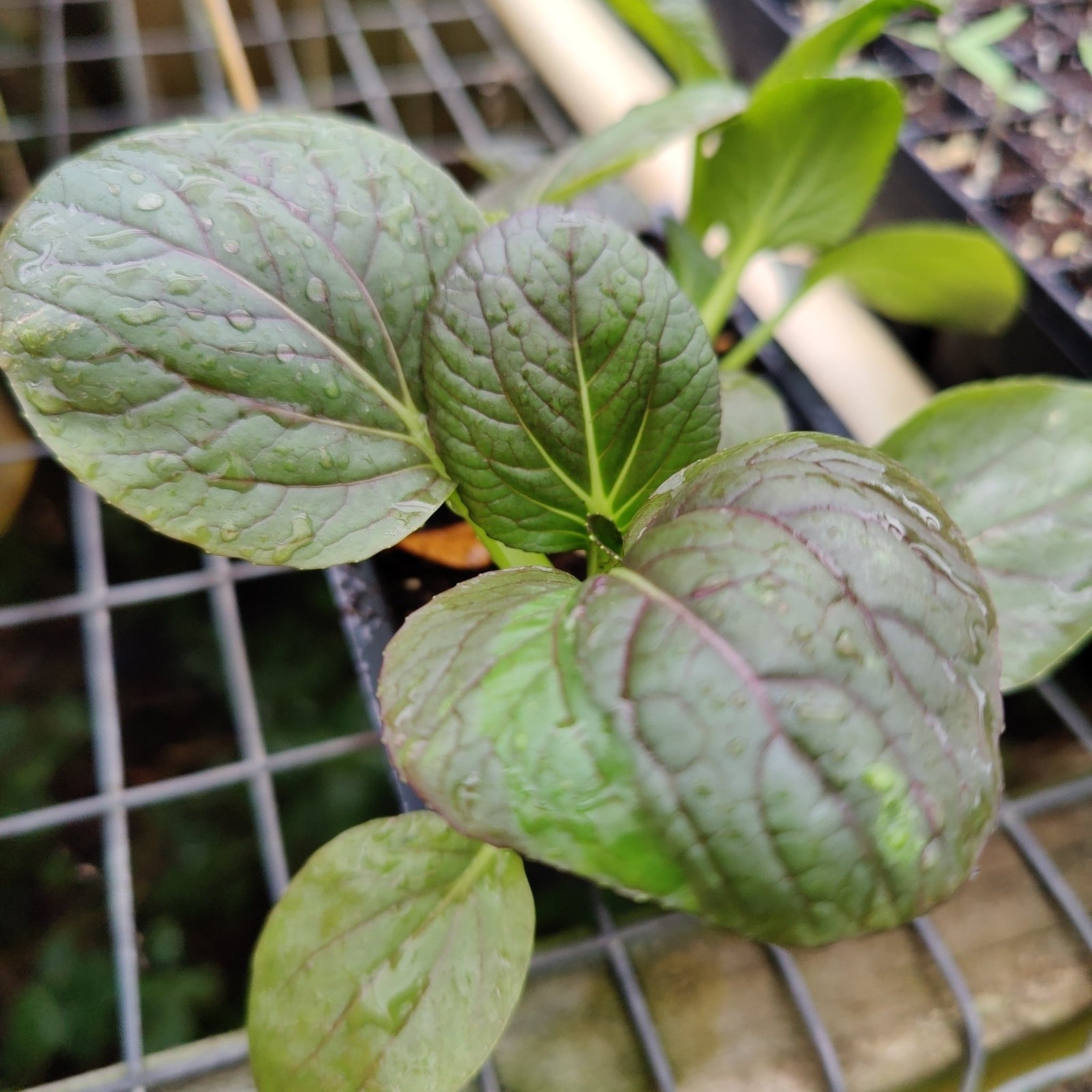 Pak Choi - Red Choi - Whitwam Organics