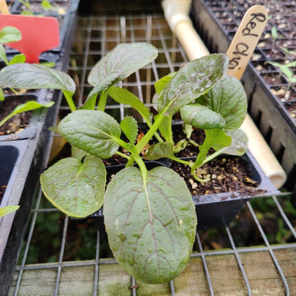 Pak Choi - Red Choi - Whitwam Organics