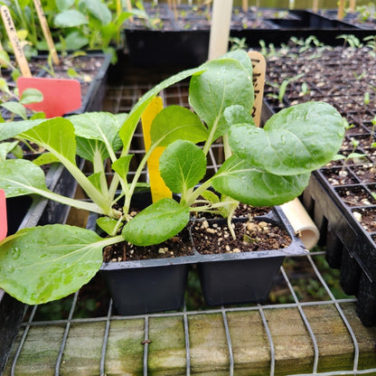 Pak Choi - White Stem Chinese - Whitwam Organics