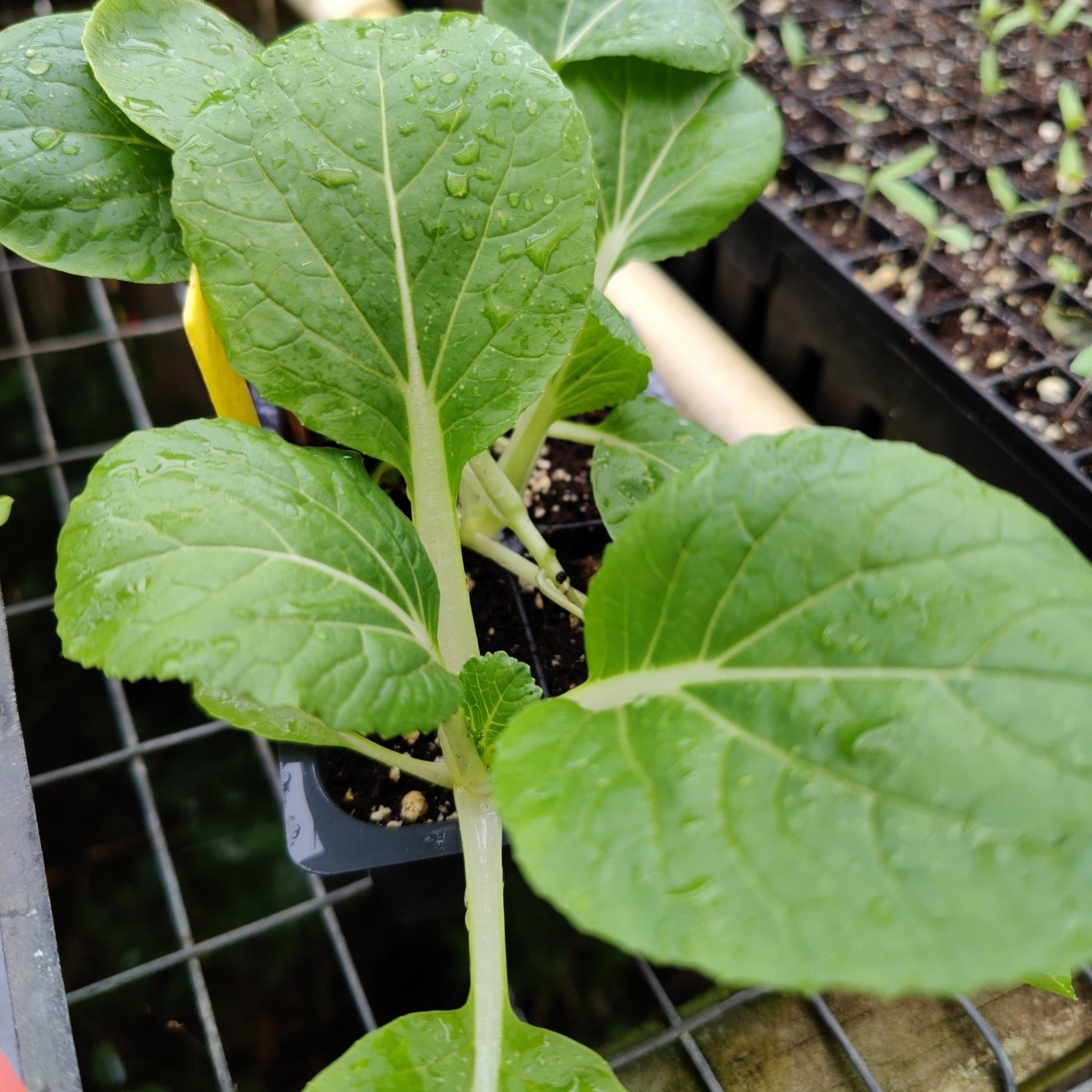 Pak Choi - White Stem Chinese - Whitwam Organics
