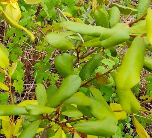 Pawpaw - Bigflower (Asimina obovata)(Florida Native) - Whitwam Organics