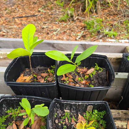 Pawpaw - Bigflower (Asimina obovata)(Florida Native) - Whitwam Organics