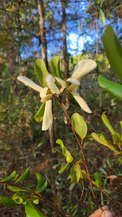 Pawpaw - Bigflower (Asimina obovata)(Florida Native) - Whitwam Organics