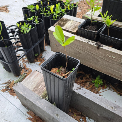 Pawpaw - Bigflower (Asimina obovata)(Florida Native) - Whitwam Organics