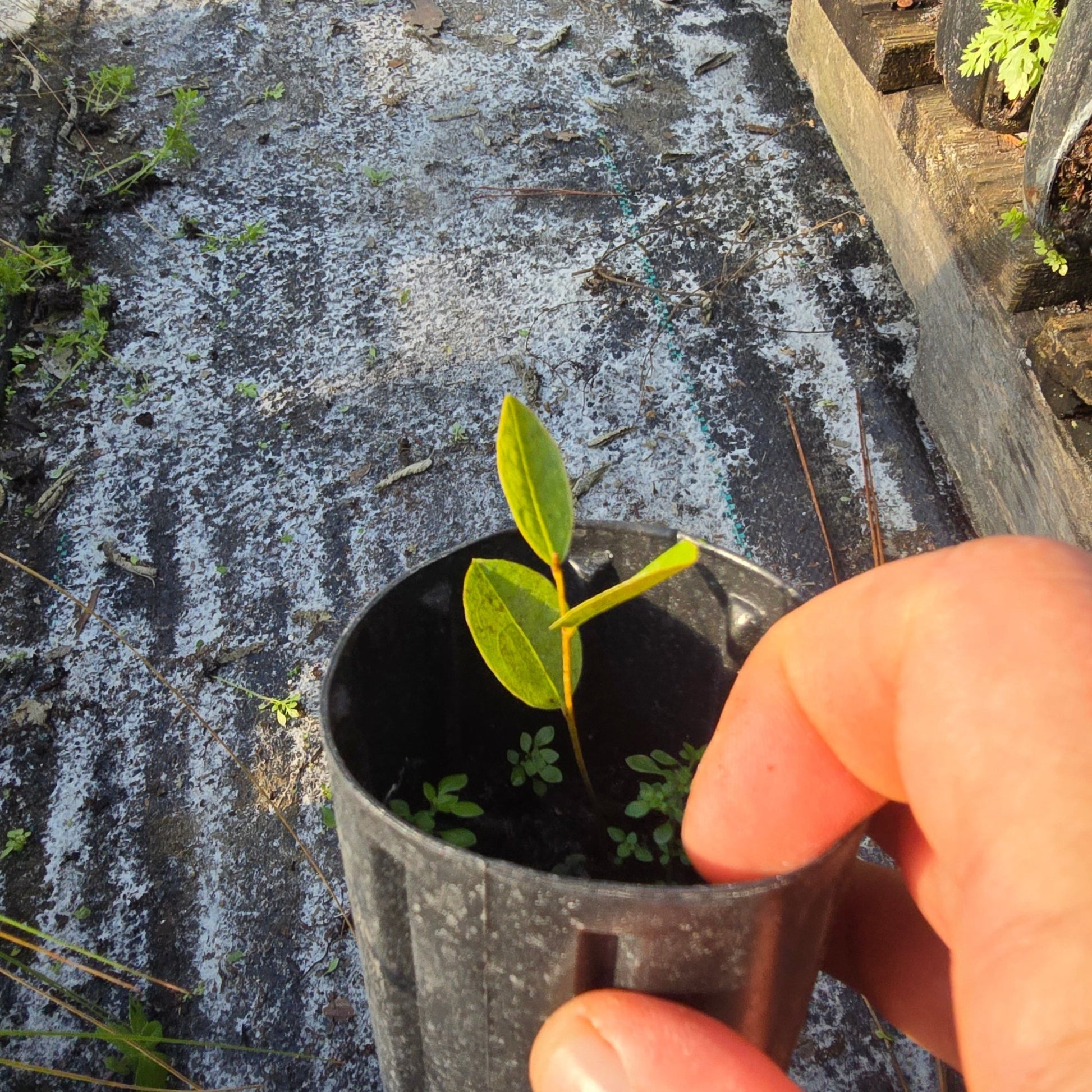 Pawpaw - Bigflower (Asimina obovata)(Florida Native) - Whitwam Organics