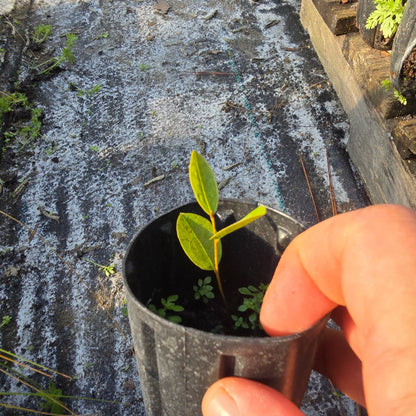 Pawpaw - Bigflower (Asimina obovata)(Florida Native) - Whitwam Organics