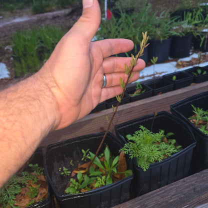 Pawpaw - Netted (Asimina reticulata)(Florida Native) - Whitwam Organics