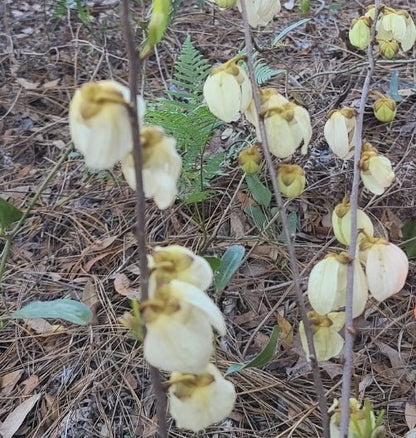 Pawpaw - Netted (Asimina reticulata)(Florida Native) - Whitwam Organics