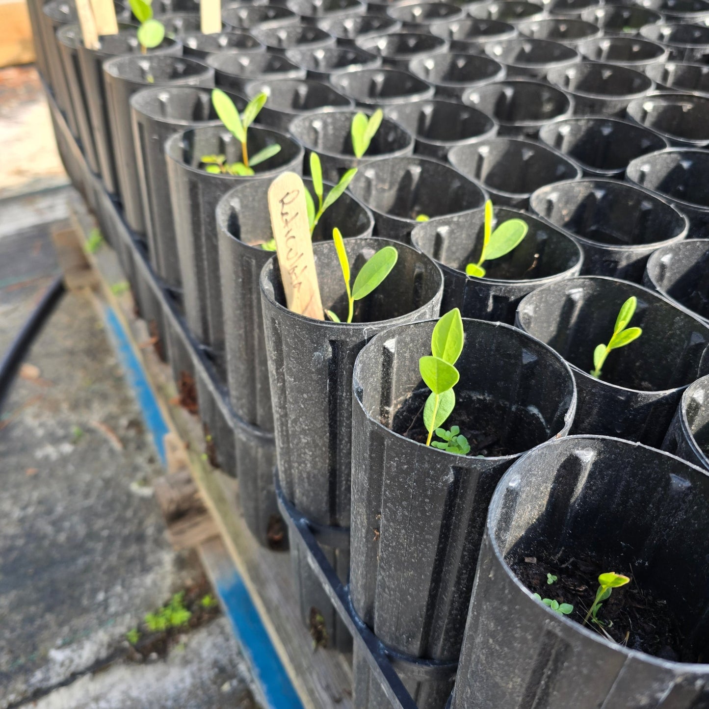 Pawpaw - Netted (Asimina reticulata)(Florida Native) - Whitwam Organics
