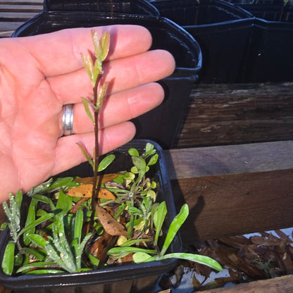 Pawpaw - Netted (Asimina reticulata)(Florida Native) - Whitwam Organics