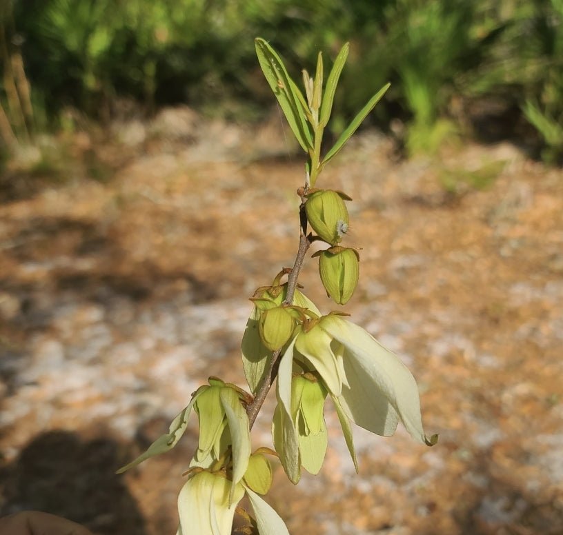 Pawpaw - Netted (Asimina reticulata)(Florida Native) - Whitwam Organics
