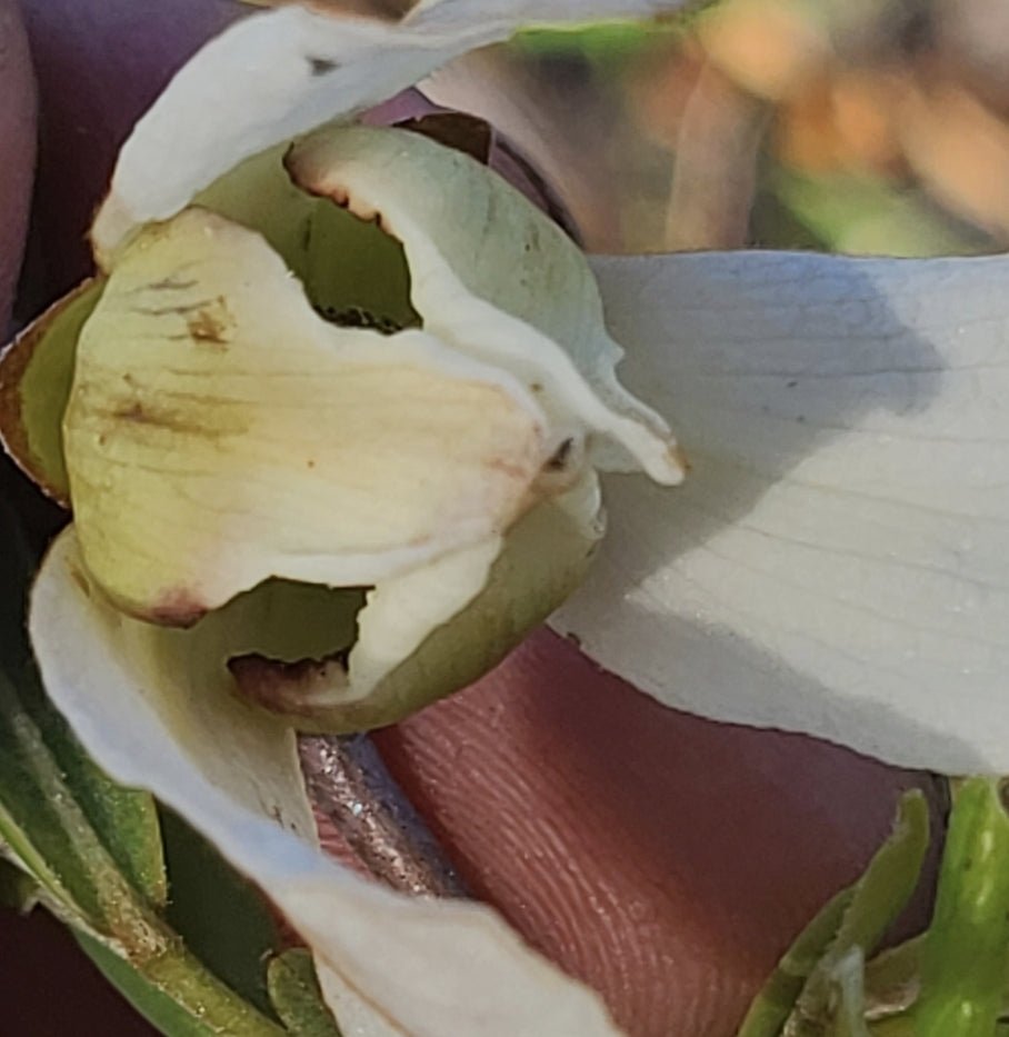 Pawpaw - Netted (Asimina reticulata)(Florida Native) - Whitwam Organics