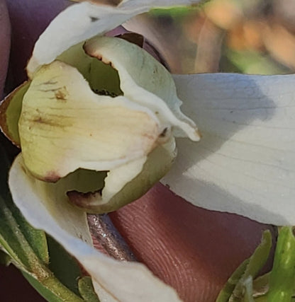 Pawpaw - Netted (Asimina reticulata)(Florida Native) - Whitwam Organics