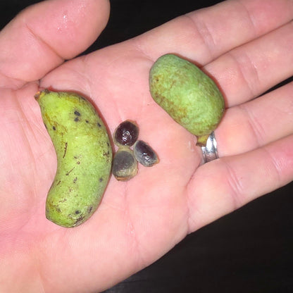 Pawpaw - Netted (Asimina reticulata)(Florida Native) - Whitwam Organics