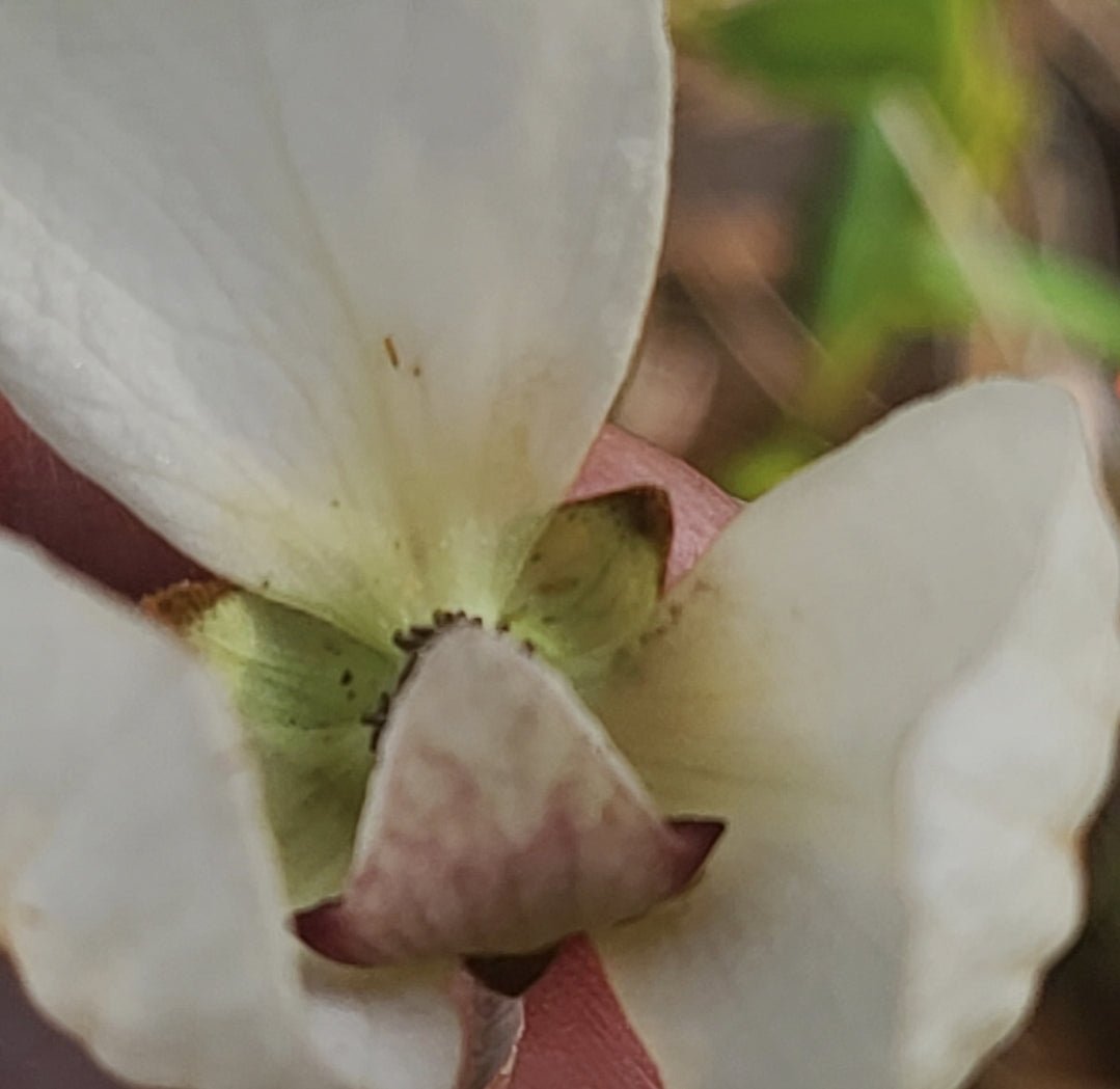 Pawpaw - Netted (Asimina reticulata)(Florida Native) - Whitwam Organics