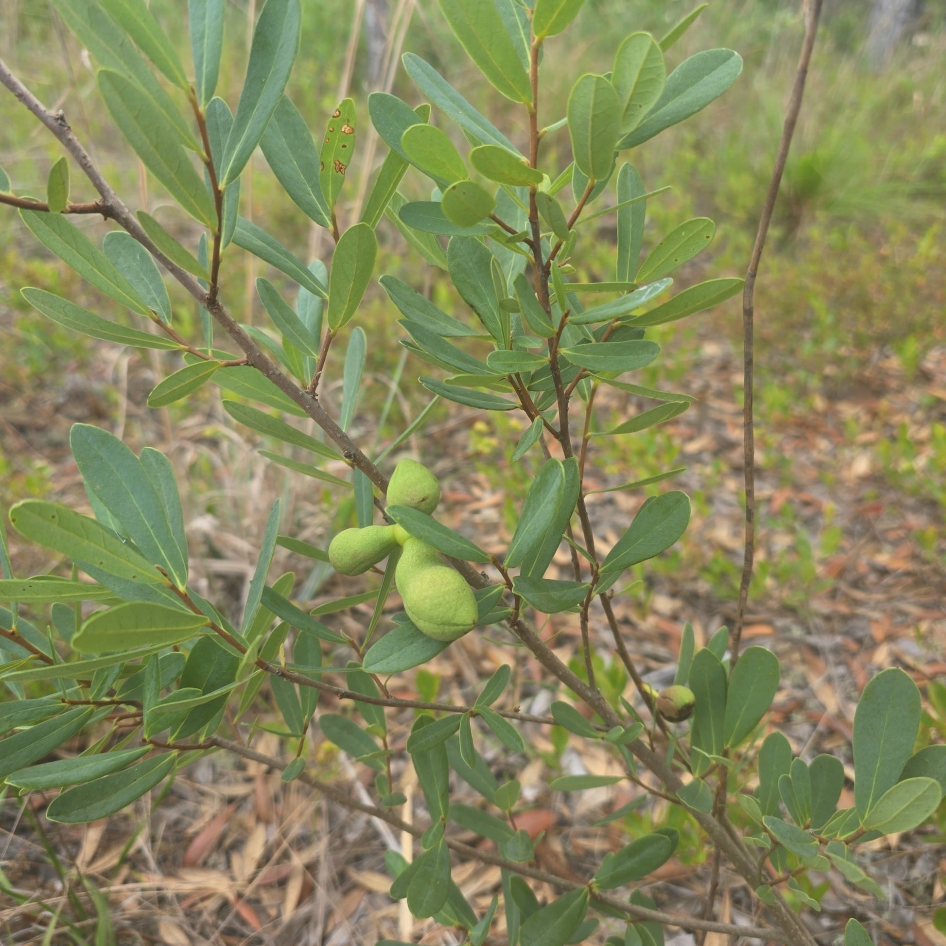 Pawpaw - Netted (Asimina reticulata)(Florida Native) - Whitwam Organics