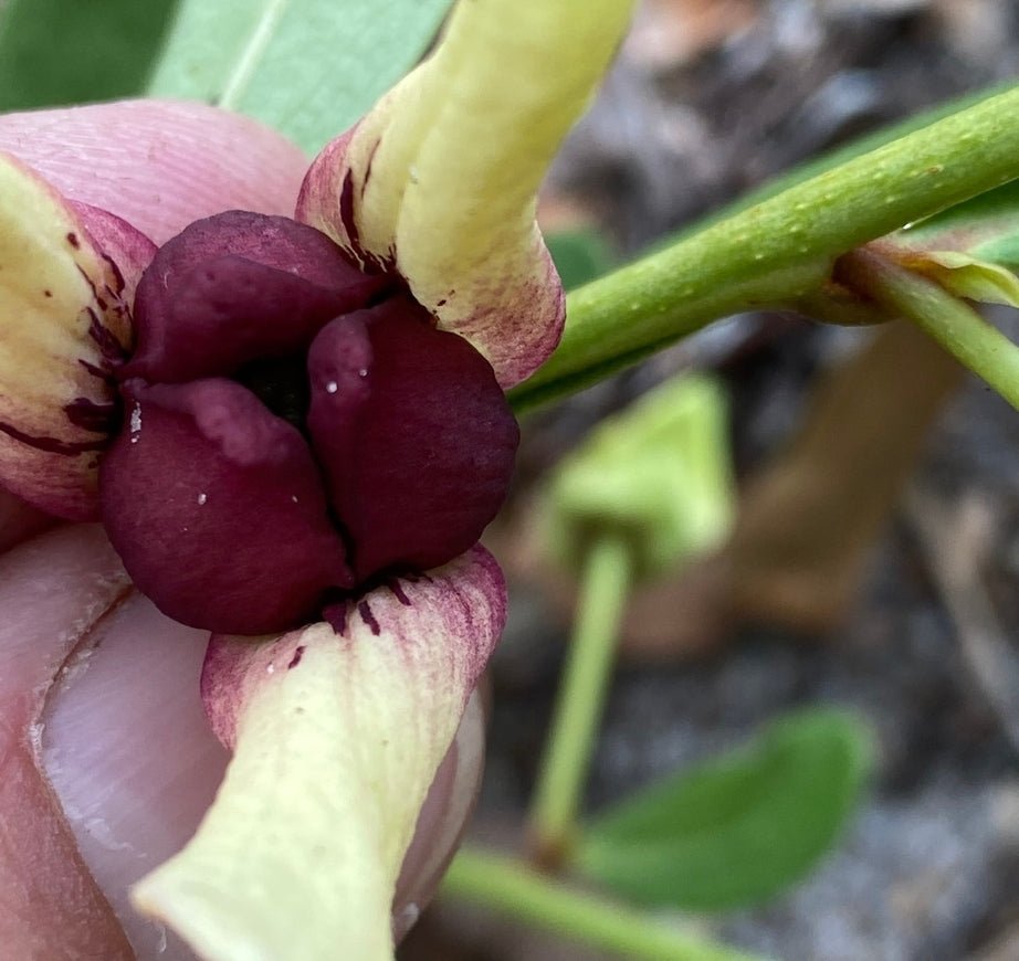 Pawpaw - Pygmy (Asimina pygmaea)(Florida Native) - Whitwam Organics