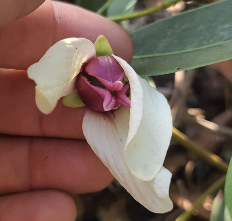 Pawpaw - Pygmy (Asimina pygmaea)(Florida Native) - Whitwam Organics