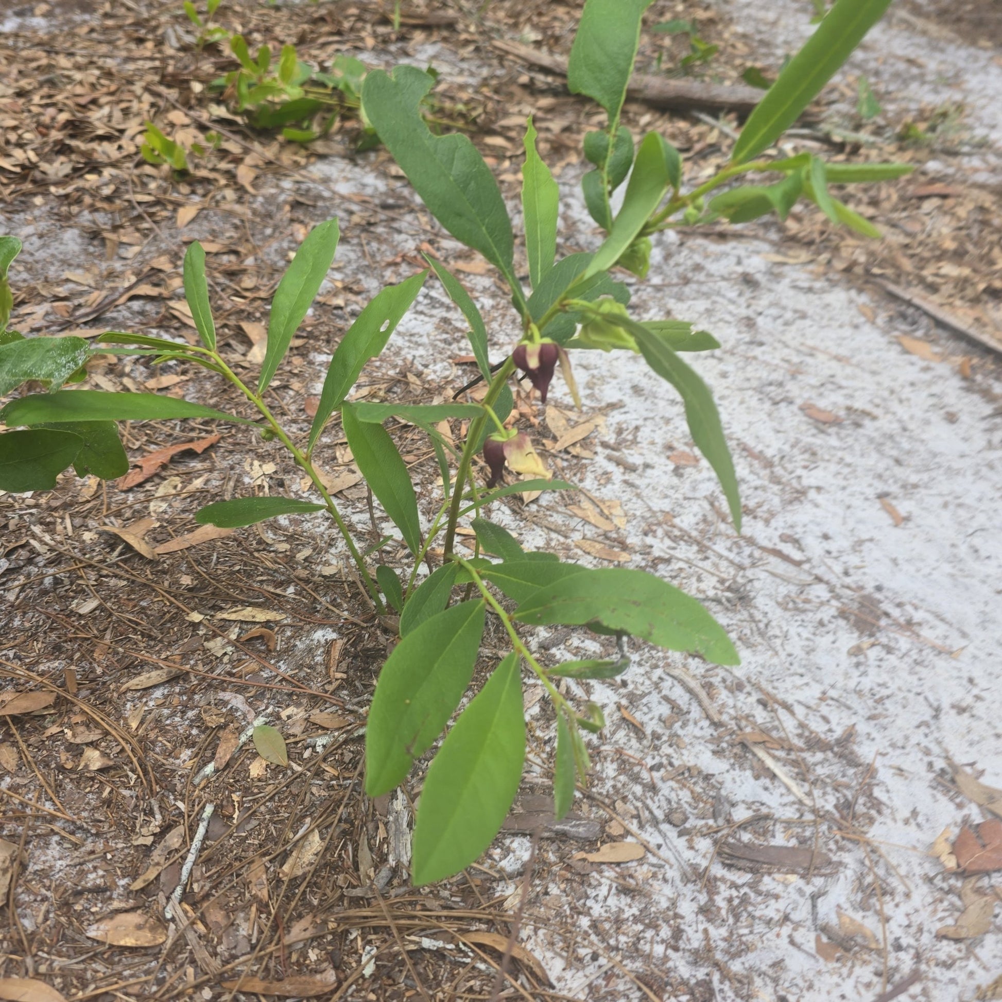 Pawpaw - Pygmy (Asimina pygmaea)(Florida Native) - Whitwam Organics