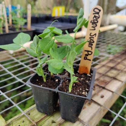 Pea - Oregon Snow Pea - Whitwam Organics