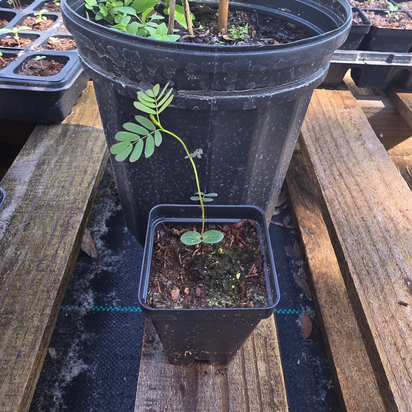 Pea - Partridge Pea (Florida Native) - Whitwam Organics