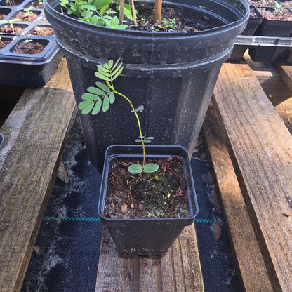 Pea - Partridge Pea (Florida Native) - Whitwam Organics