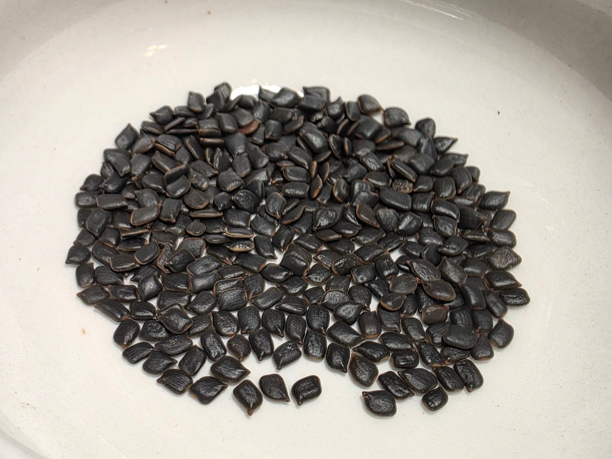 Pea - Partridge Pea (Florida Native) - Whitwam Organics