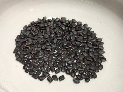 Pea - Partridge Pea (Florida Native) - Whitwam Organics