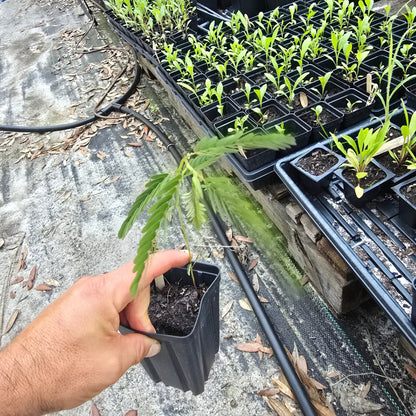 Pea - Partridge Pea (Florida Native) - Whitwam Organics