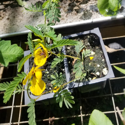 Pea - Partridge Pea (Florida Native) - Whitwam Organics